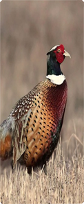 Pheasant